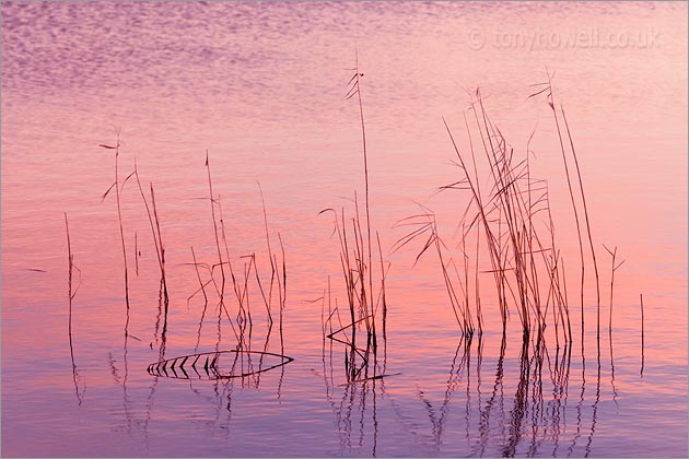 Reeds, Dawn, Shapwick Heath 