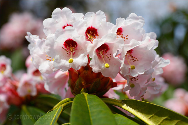 Rhododendron