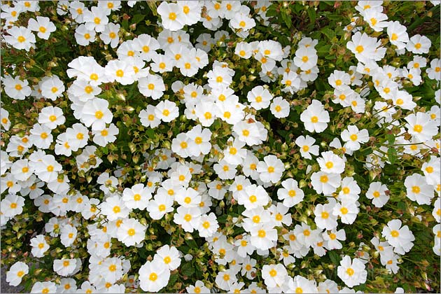 White Rock Rose Flowers