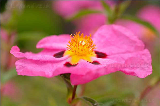 Pink Rock Rose - <em>Cistus x purpureus</em>