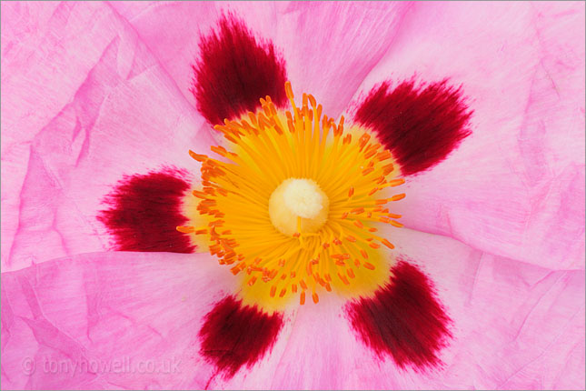 Pink Rock Rose - <em>Cistus x purpureus</em>