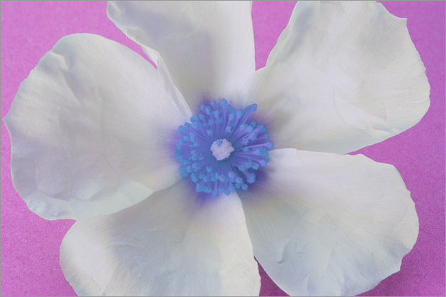 White Rock Rose With Blue Centre