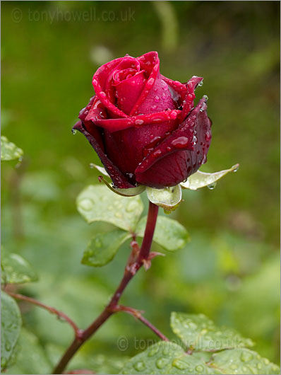 Red rose bud, raindrops