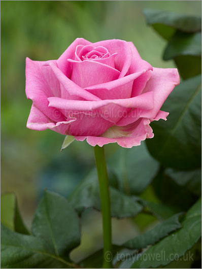 Pale Pink Rose