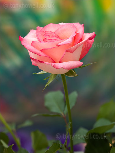 Pale pink rose