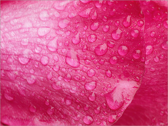 Rose petal, raindrops