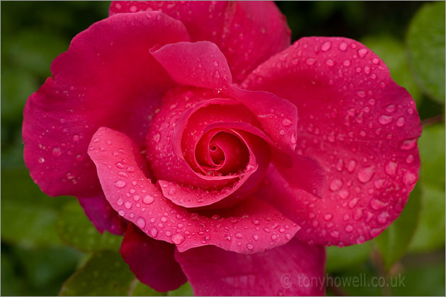 Pink Rose with raindrops
