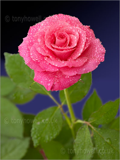 Pink rose with raindrops