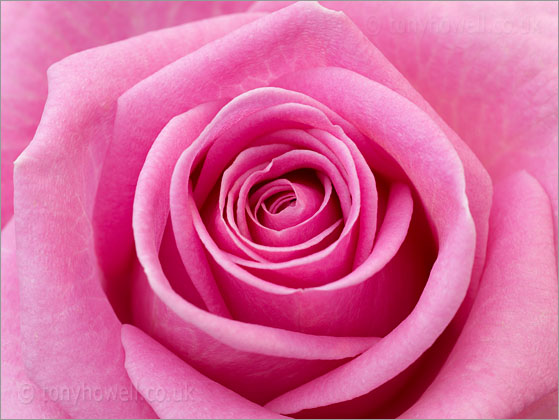 Pink Rose