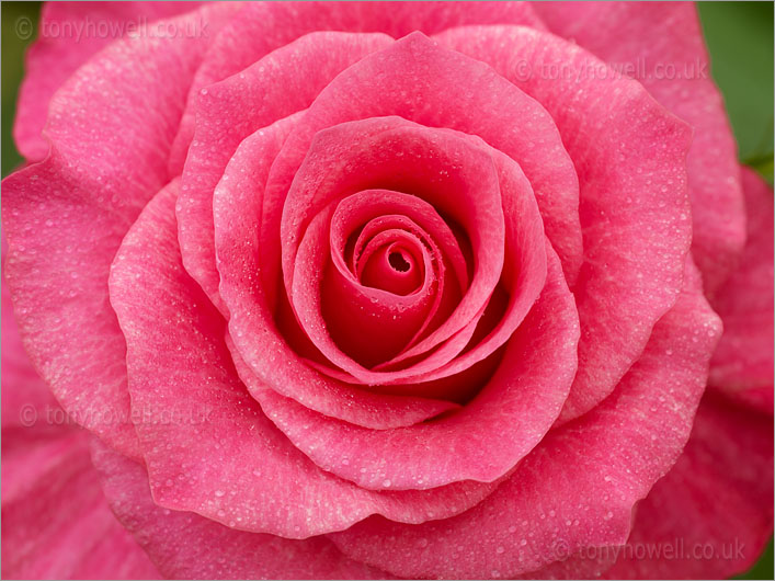 Pink Rose