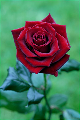 Red Rose