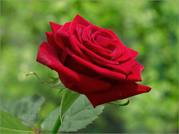 Red Rose