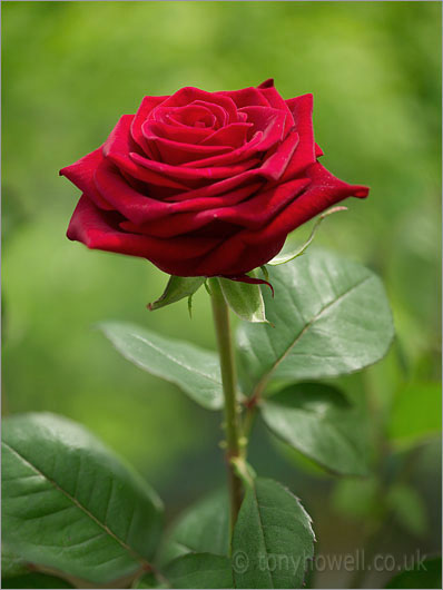 Red Rose