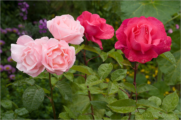 Pink Roses