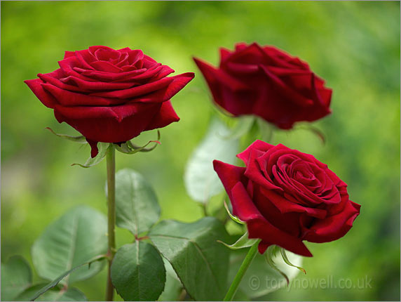 Red Roses