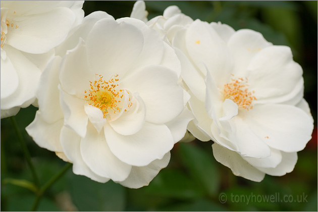 White roses