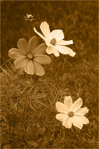Sepia Cosmos Flowers