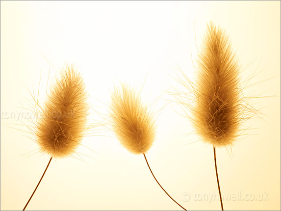 Grass Flowers