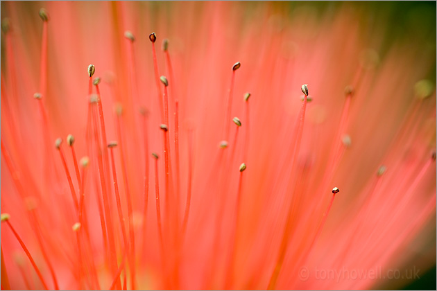 Shaving Brush flower