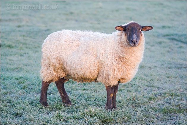 Black headed Sheep