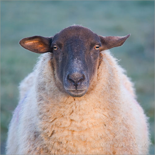 Black headed Sheep