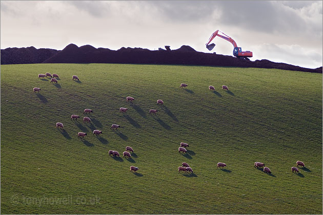 Sheep grazing, Digger, Hillside