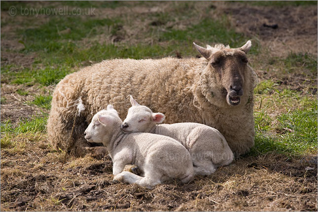 Sheep and Lambs