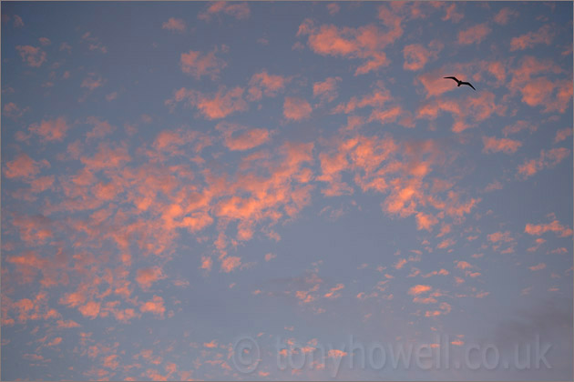 Sky, Seagull