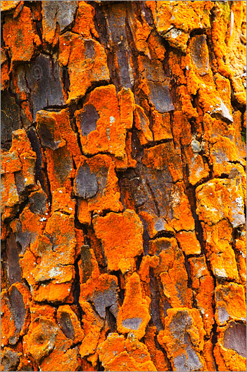 Smooth Arizona Cypress