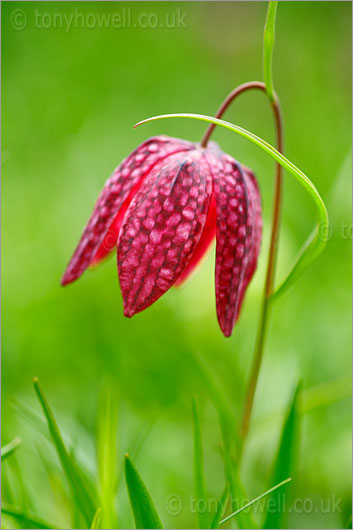 Snakeshead Fritillary