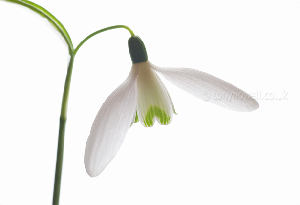 Snowdrop