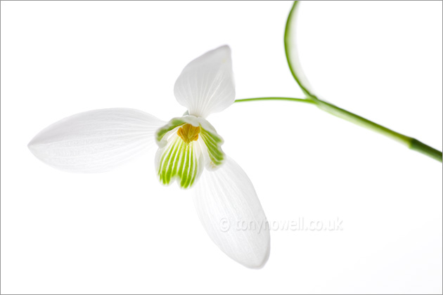 Snowdrop