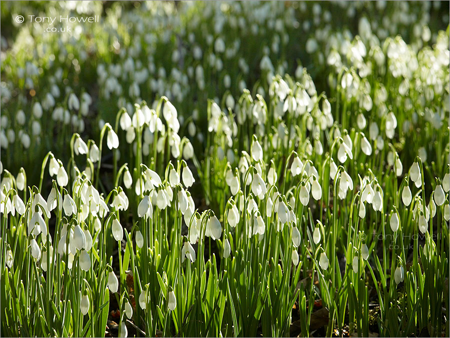 Snowdrops