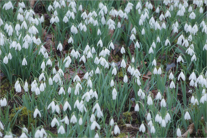 Snowdrops