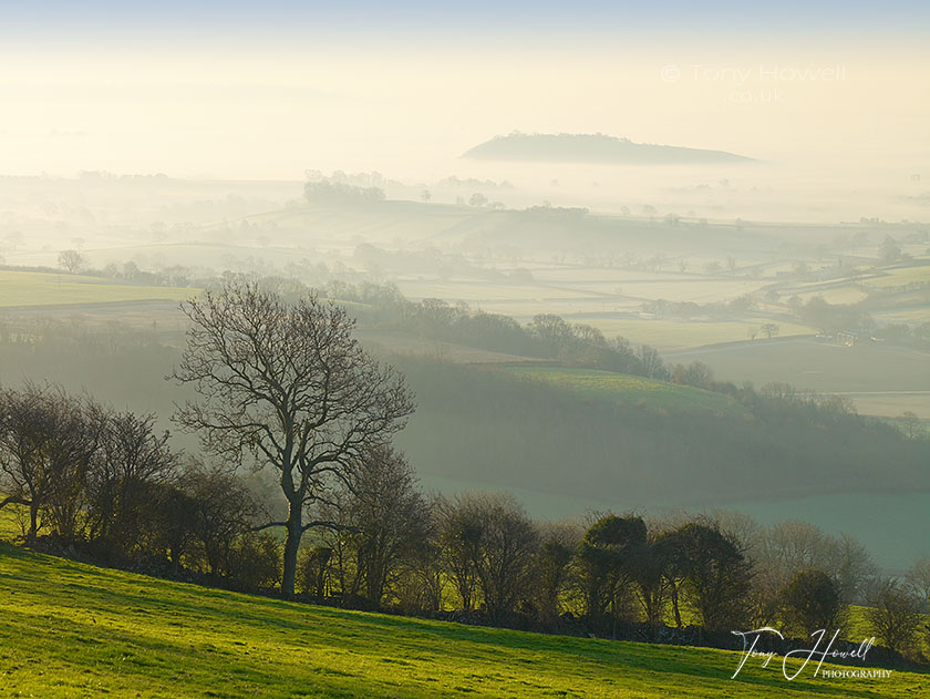 Tree, Mist, Dawn