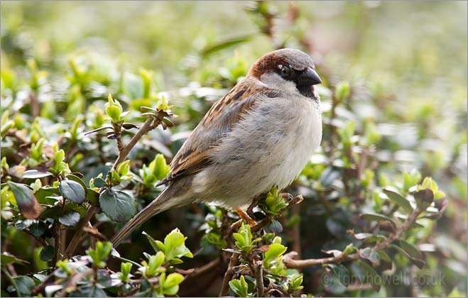 Sparrow