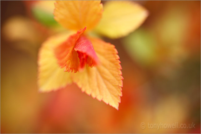 Spirea leaves