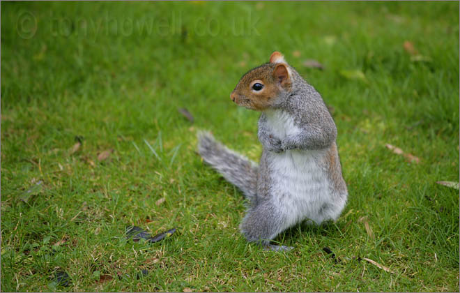 Grey Squirrel