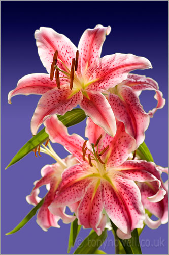 Stargazer Lily