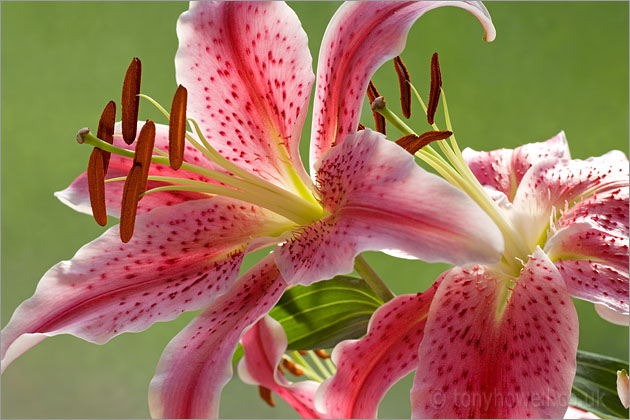Stargazer Lily