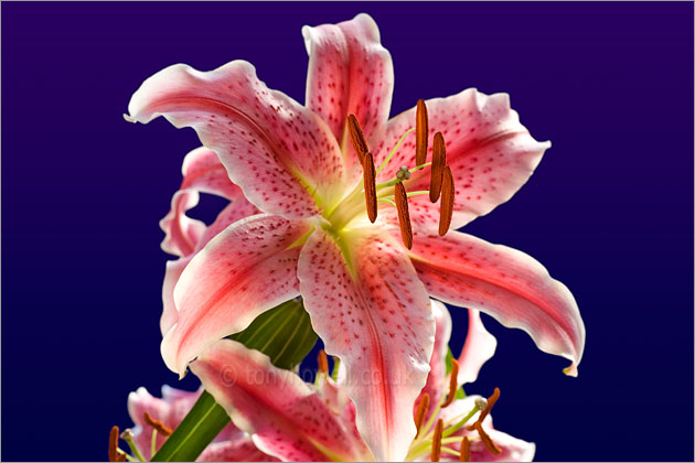 Stargazer Lily