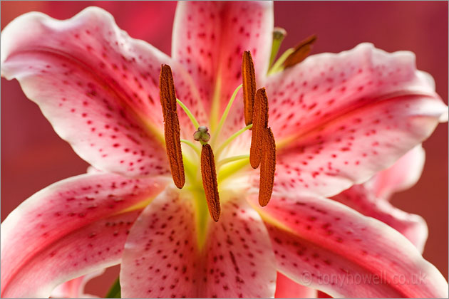 Stargazer Lily