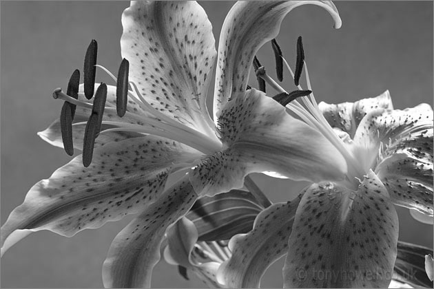 Stargazer Lily