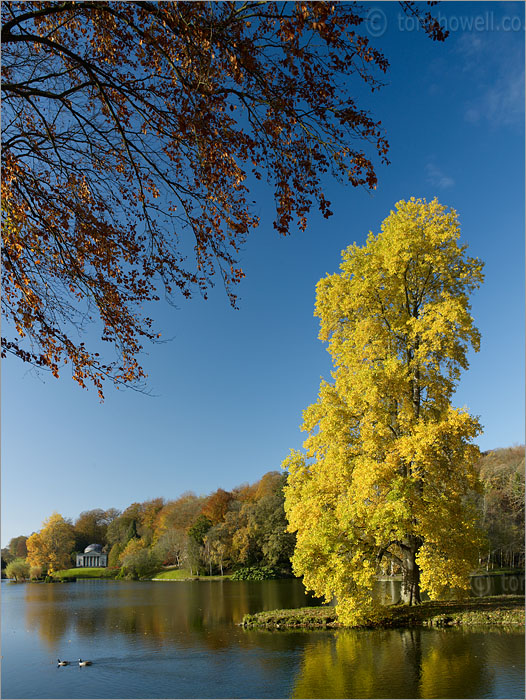 Tulip Tree, Pantheon