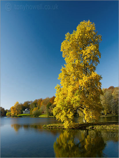 Tulip Tree, Pantheon