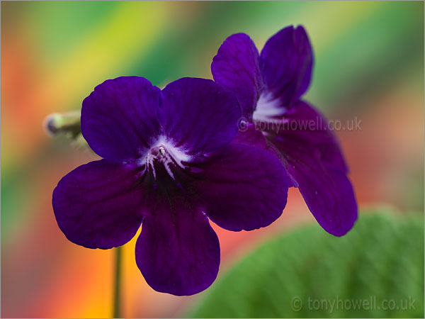 Streptocarpus