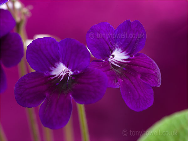 Streptocarpus