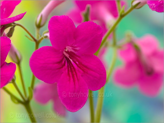 Streptocarpus Ruby