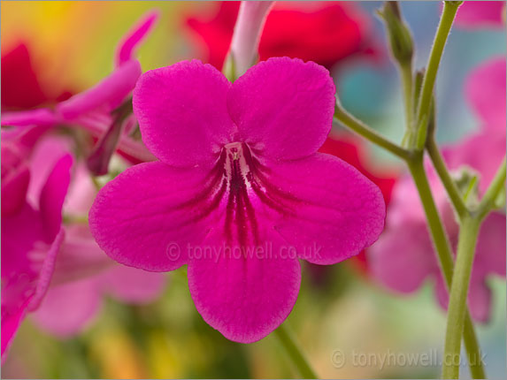 Streptocarpus Ruby