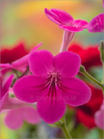 Streptocarpus Ruby